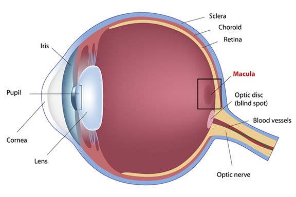Age-related Macular Degeneration